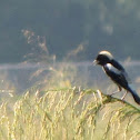 Bobolink