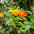 Marmalade