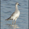 Lesser Yellowlegs