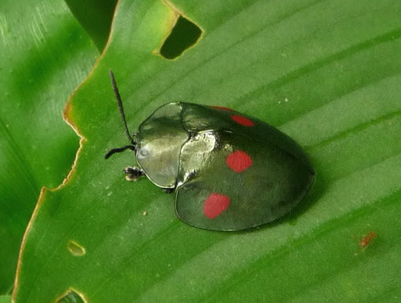 Spotting Image 1