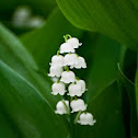 Lily of the Valley