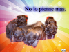 Lindos Cachorros Terrier Escoces Y Schnauzer