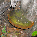 Bracket Fungus