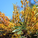 Silky Oak