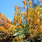 Silky Oak