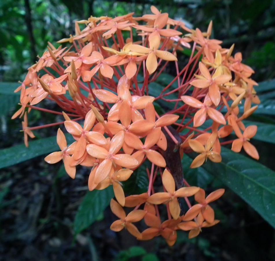 Ixora