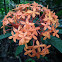 Ixora