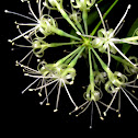 Gold Dust Dracaena