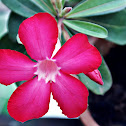 Desert Rose