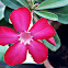 Desert Rose