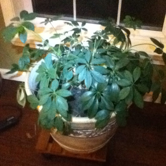 Spotting Image 1