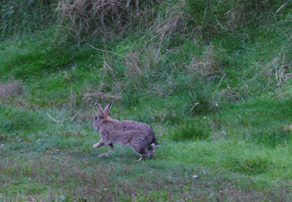 Spotting Image 1