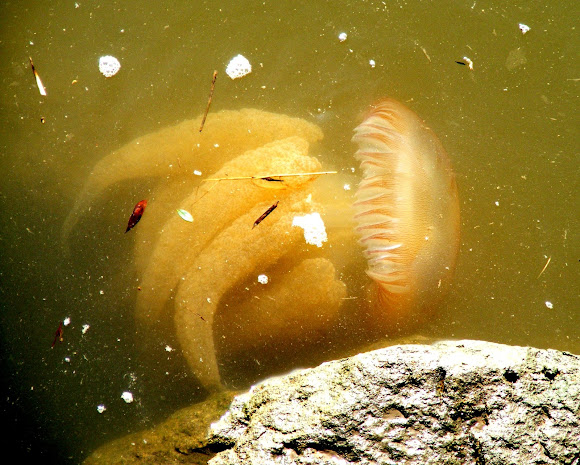 Spotting Image 1