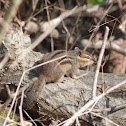 Eastern chipmunk