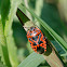 Dainty Cabbage Bug