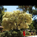 Variegated peppermint tree