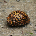 Eastern Box Turtle