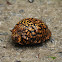 Eastern Box Turtle