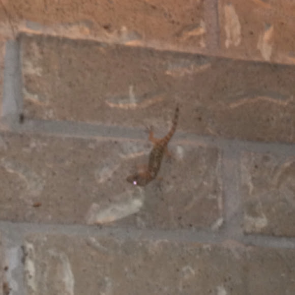 Spotting Image 1