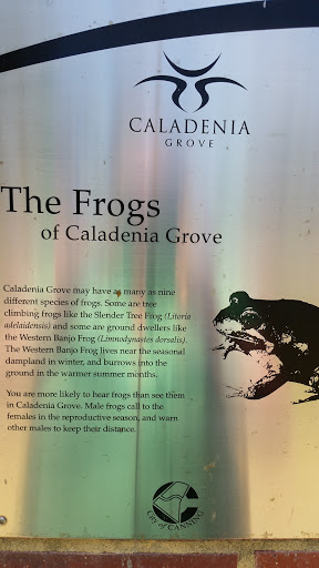 The Frogs of Caldenia Grove