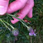 14 Spot Ladybird