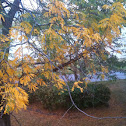 Honey locust