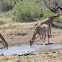 Giraffa camelopardalis giraffa