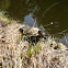 Rotwangen-Schmuchschildkröte