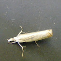 small white grass veener