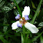Orchidea