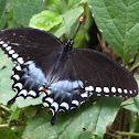 Black Swallowtail
