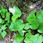 Canadian May-Lily