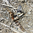 Burrowing Wasp and prey
