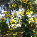 Tabebuia