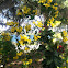 Tabebuia