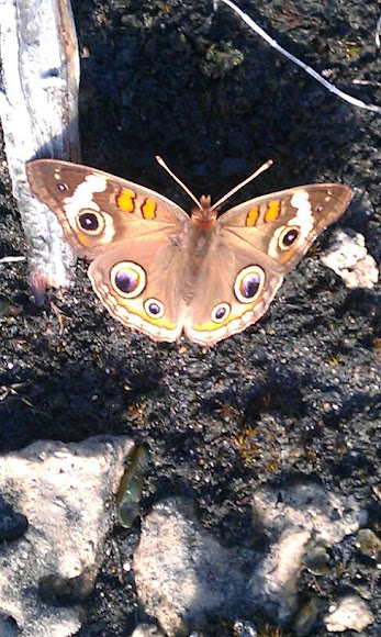 Spotting Image 1