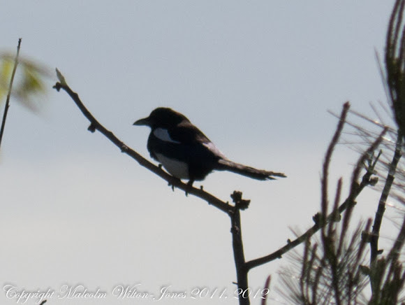 Spotting Image 1