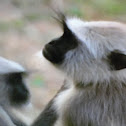 monkey