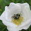 bumble bee