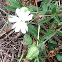 Evening lychnis