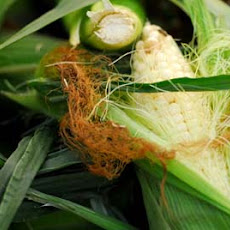 Mexican corn on the cob
