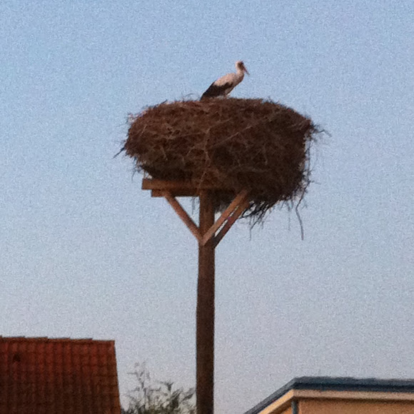 Spotting Image 1