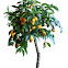 Kumquat o Quinoto
