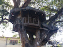 Balaoan Tree House