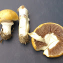 Garland Roundhead/Okergele stropharia