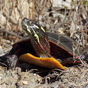 Eastern Painted Turtle