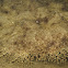 Tasselled Wobbegong