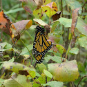 Monarch Butterfly