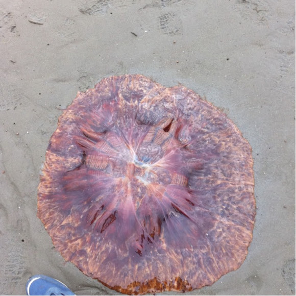 Spotting Image 1