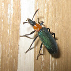 Beetle